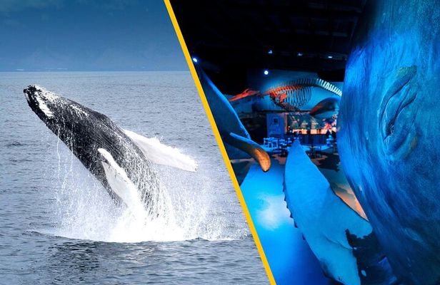 Whales of Iceland from Land and Sea