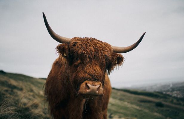 Private Guided Day Tour in Scottish Highlands