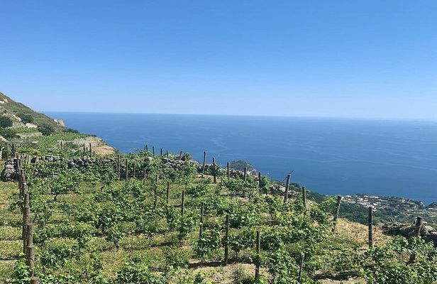 Ischia: Panoramic Wine Tour with Tastings, Vineyards & Pick-up