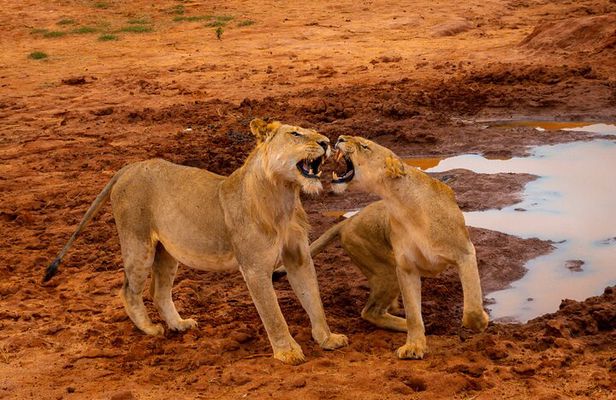 Private Tsavo East Day Safari from Mombasa and Diani
