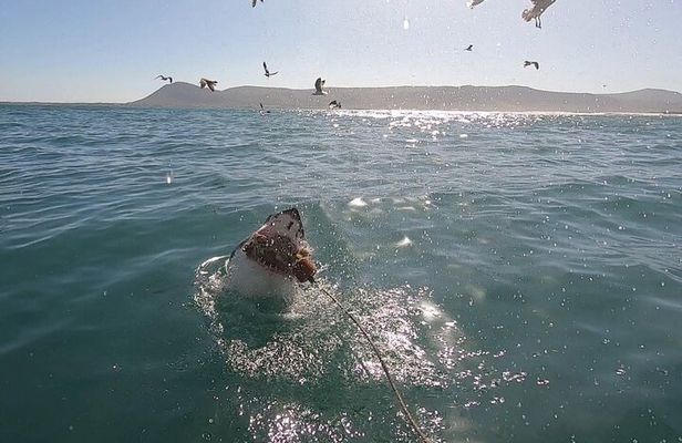 Cape Shark Diving Adventures