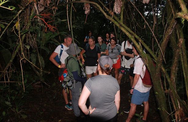 Night Tour