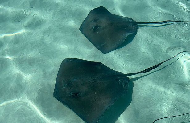 VIP Stingray City Adventure – Just for You