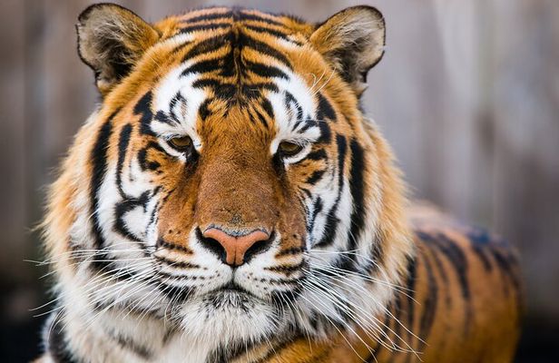 Private 4-Days Taj Mahal and Ranthambore Safari Tour from Delhi