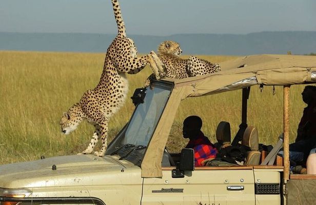 3 Days - 2 Nights Maasai Mara from Nairobi