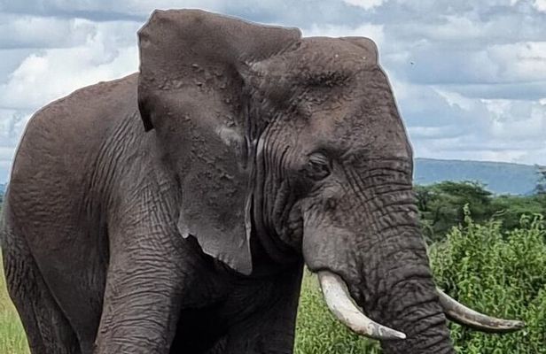 6 Days Private Safari in Tanzania