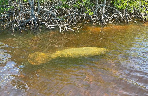 Manatee, Dolphin, and 10,000 Islands Eco Beach Tour by Boat