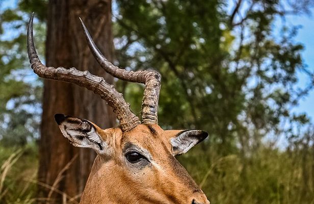 Day safari in Pilanesberg National Park 