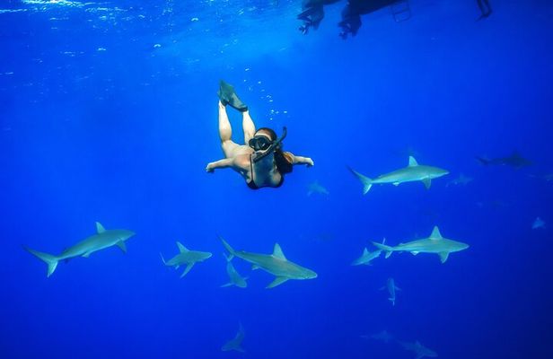 Dive with Sharks in Hawaii: Shark Tour from Haleiwa