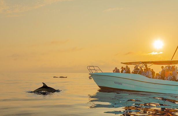 Dolphin watching by boat