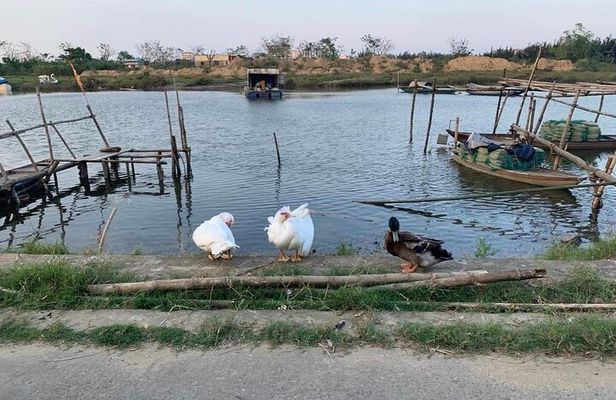 3 Hours Hoi An Countryside Motorbike Tour