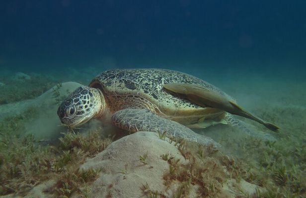 Dive with Dugongs and Turtles | Abu Dabbab | Marsa Alam | 2 Dives
