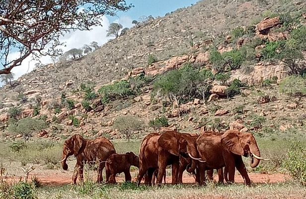 Day Trip to Amboseli National Park