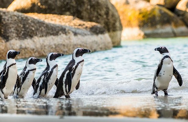 Cape Town: 4 Day Tour Combo Including entrance fees