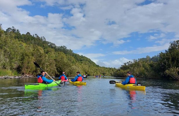 Kayak through the Sunken Forest of the Maullín River
