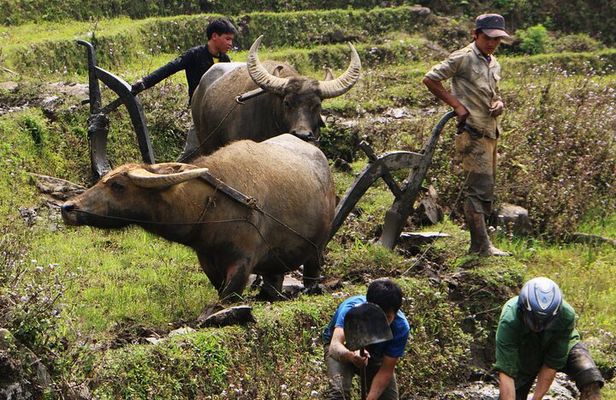 Sapa Hmong Family Trekking Adventures