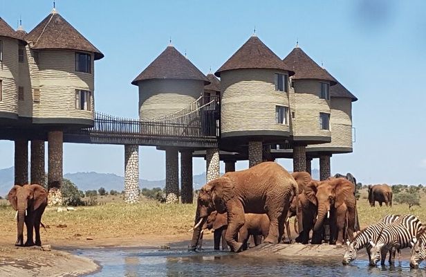 3 Days 2 Nights Safari to Saltlick Lodge from Nairobi