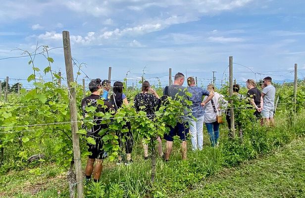 Wine Tasting and Tour of Lugana Wines in Sirmione