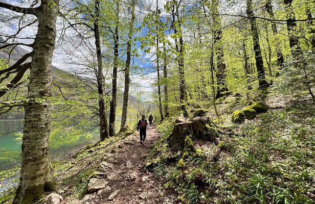 Podgorica Day Trip to North - Biogradska Gora National Park 
