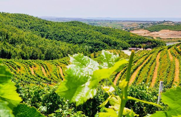 Vineyards, Wine Food Tasting & Boat Tour from Durres/Tirana