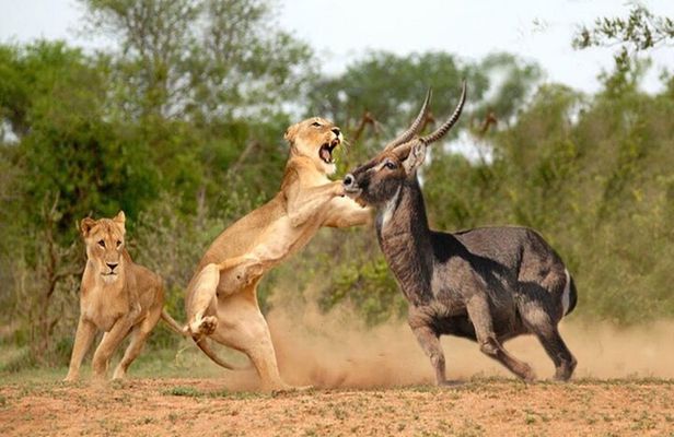 Overnight Tour in Amboseli National Park from Nairobi