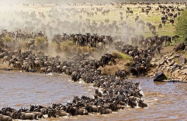 3 Days 2Nights Group Joining Maasai Mara Safari by a 4 x4 jeep