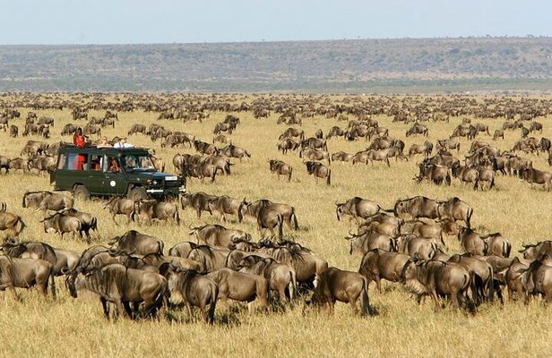 3 Days 2 Nights Maasai Mara Group Safari from Nairobi