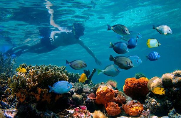 Short Excursion 4-Hour Party Catamaran and Snorkeling