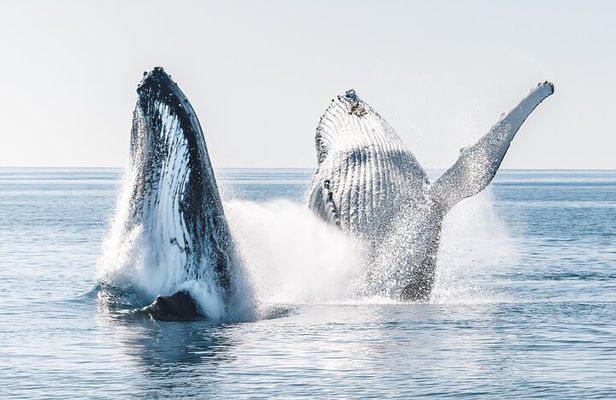 Hervey Bay: Half Day Whale watching & Island Stop Tour