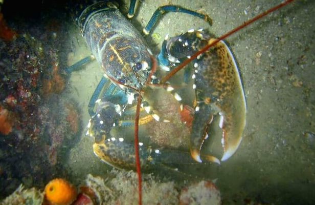 Try Scuba Diving at The Best Reef in Slovenia