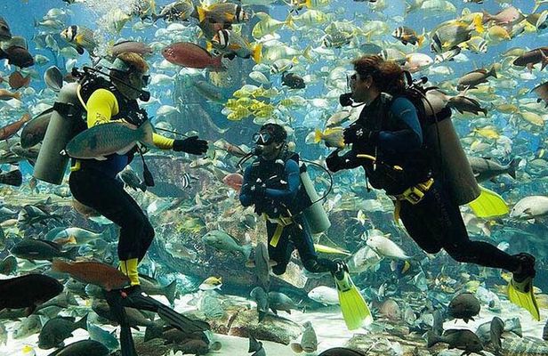 Scuba Diving at Jumeirah Dubai with Private Transfers