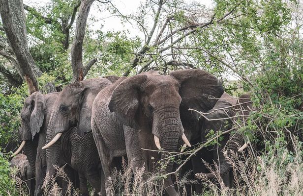 2 Days One Night Private Tour in Tarangire National Park