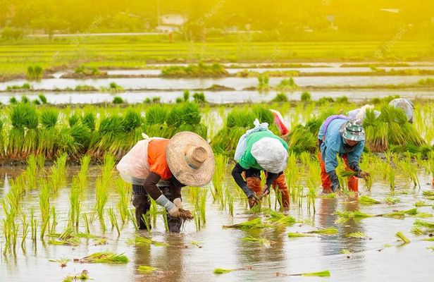 Embrace the Farmer's Way: Dive into the Paddy Farming Adventure