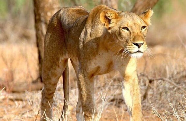 8 Days Private Safari to Southern Circuit Parks of Tanzania