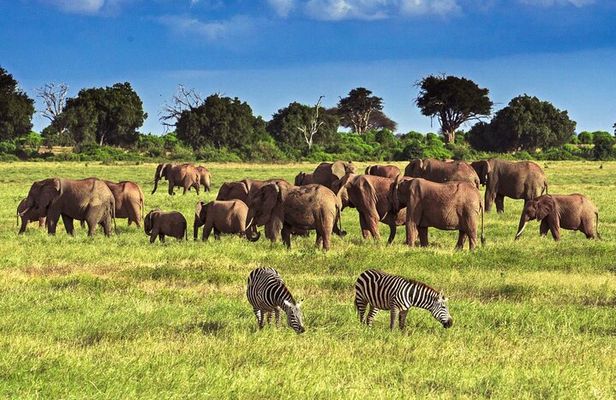 Private Tour of Tsavo East National Park from Mombasa
