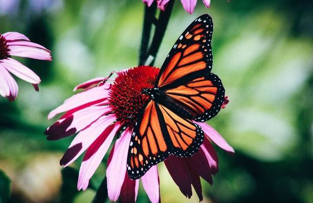 4-Hour Private Tour in Jatiluwih Terraces and Butterfly Park