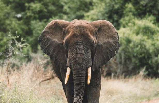 Wildlife Extravaganza: Manyara, Tarangire & Ngorongoro in 3 Days