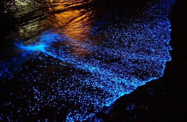 Bioluminescence Experience from Curú Wildlife Refuge
