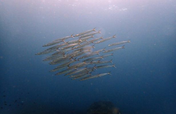 PADI Discover Scuba 3 Times Diving Phuket