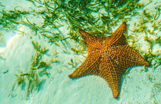 6 Hour Private Saona Island Tour with Snorkeling