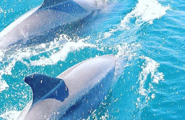 Walk and dolphin watching in Fuengirola + 1 drink