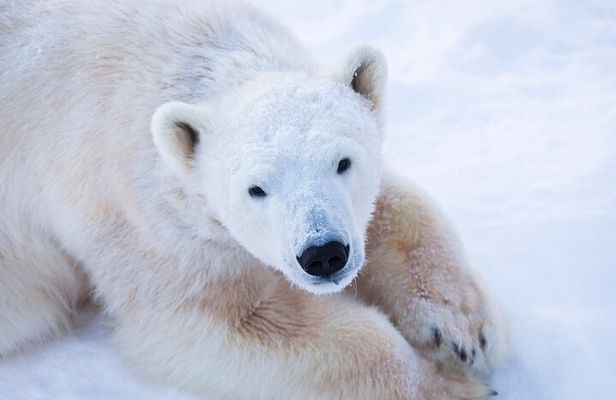 Ranua Wildlife Park Day : Visit the Arctic Animals!