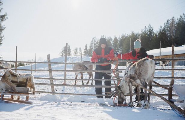 Reindeer Experience with Sledge Ride