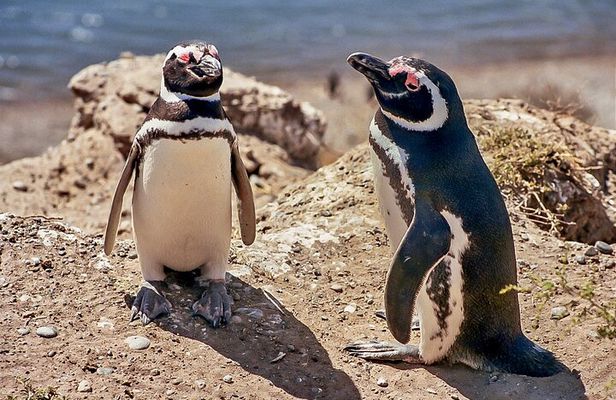 Full-Day Tour to Punta Tombo Penguin Colony