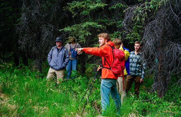 3 Hour Naturalist Walking Tour in Denali National Park