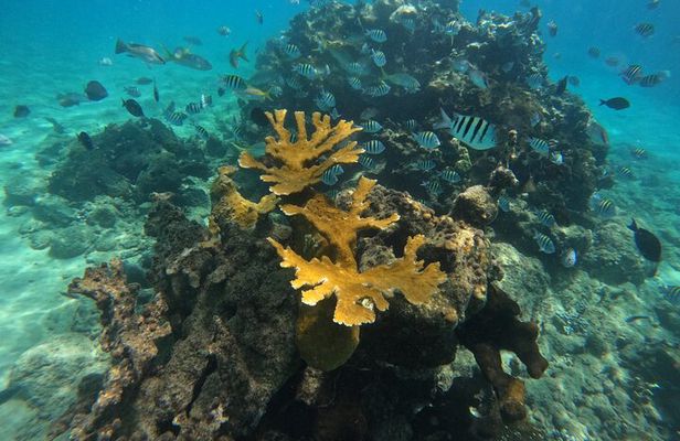Paradise Island Cruise Snorkeling Excursion