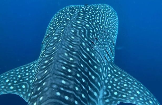 Dolphins,Turtles Watching 