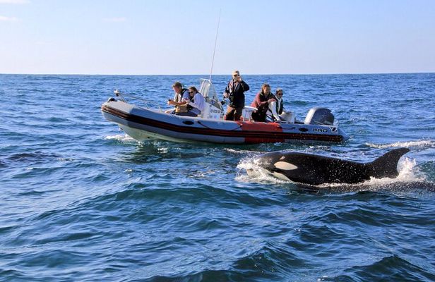 Whale and Dolphin Watching in San Diego