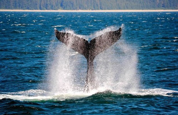 Icy Strait Whale & Wildlife Endeavor