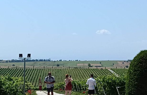 Wine Tasting Experience from Thessaloniki